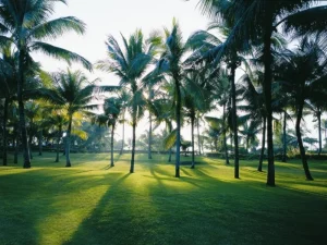 Shangri-la Mactan – Cebu - Palm Trees