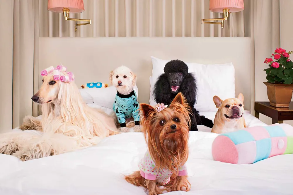 8 Best Pet Friendly Hotels In Singapore, Truly Purrfect