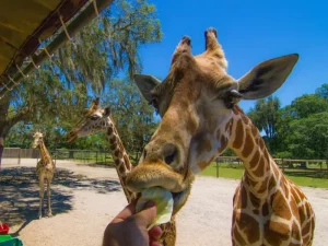 Giraffe Ranch - Best hotels in Arcadia FL