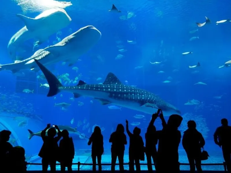 Things to do in Plymouth - National Marine Aquarium